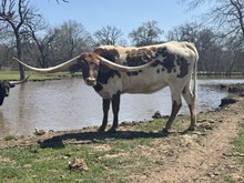 MN Miss Remington