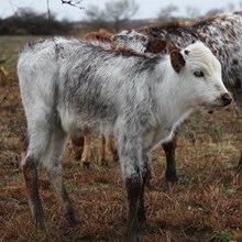 FR Plain's Sweet N Happy