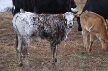 Tess bull calf