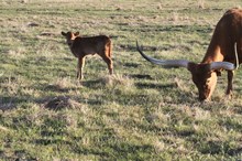 PD Folklore x PD Concealed Kitty