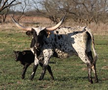 PD Bill Pickett x PD June Bug