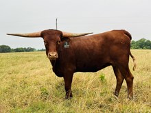 ND Miss Tuff Dust