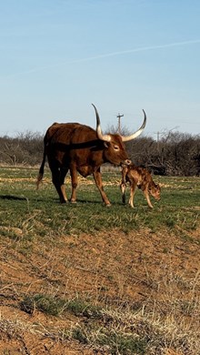 PD Folklore x PD Concealed Kitty