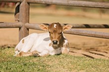 Carolina Cachit Calf