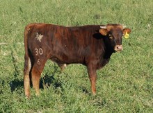 Fancy's 16 bull