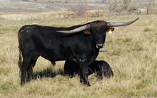 Fannie's 16 bull