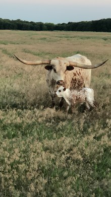 GrandRose Cane bull calf