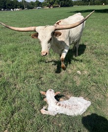 GrandRose Heifer calf