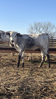 FR Plain's Sweet N Happy