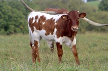 Kelly Bull Calf