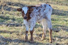 Cassie Bull Calf