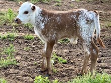 Cinderella Bull Calf