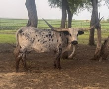 AWESOME SHILOHS DIESEL