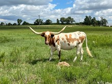 Sweet Wasnow Angel Fire