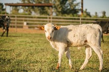 Roll the Dice 25 Heifer