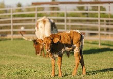Odds on Favorite Calf