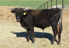 Midnight Cowgirl 16 bull