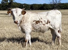 Bull Calf (Ferdinand x Flash Flood)