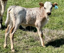 Heifer (Ferdinand x Caitlin)