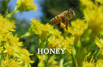 Honey